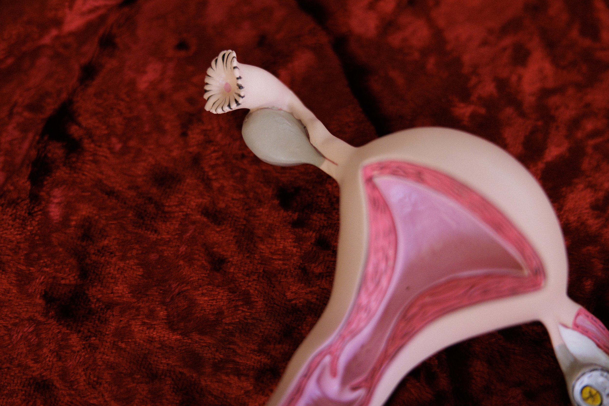 A cross-section model of the female reproductive system showing the uterus, ovaries, fallopian tubes, and internal structures, placed on a red fabric background.