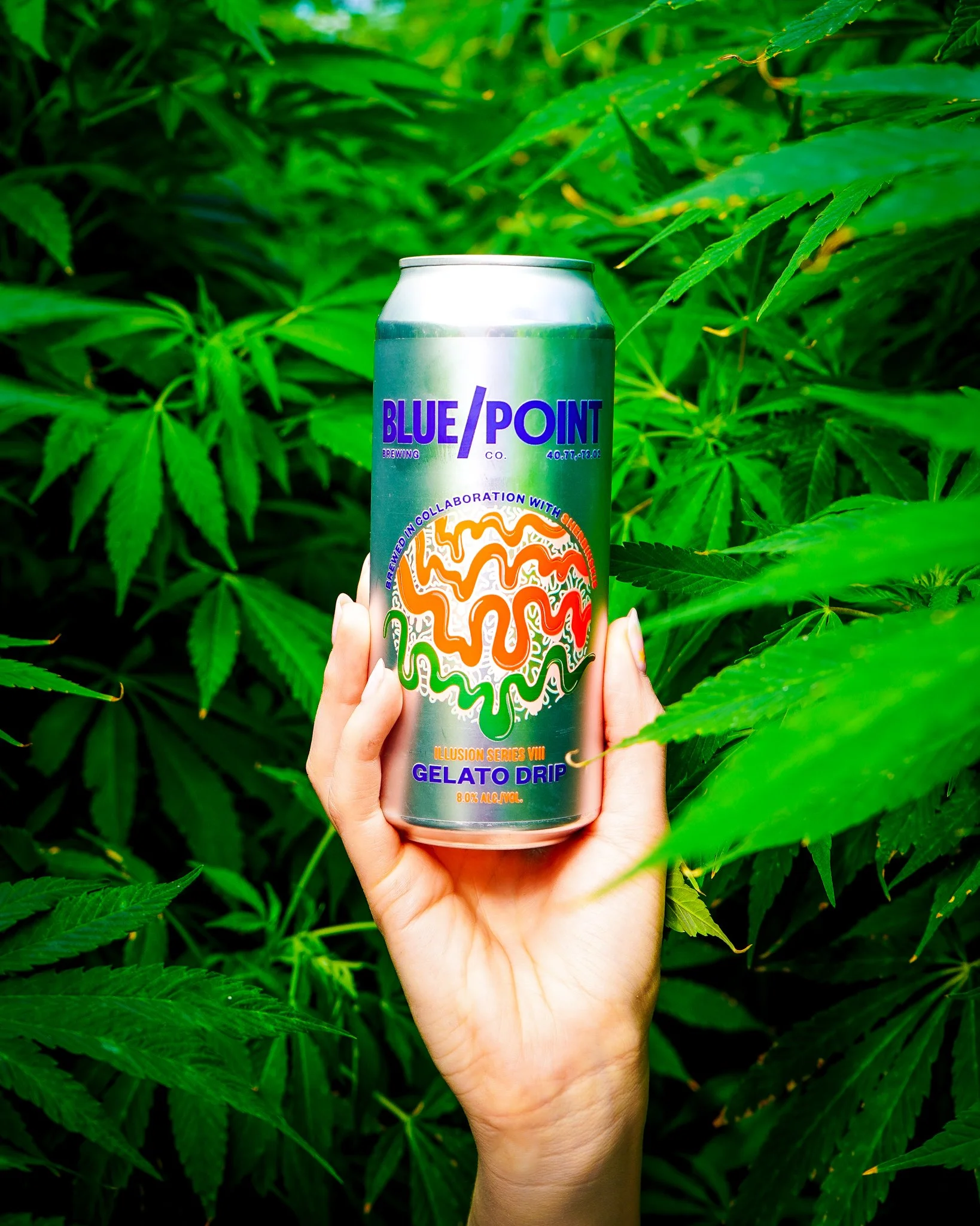 A hand holding a can of Blue Point Gelato Drip beer in front of lush green cannabis leaves.