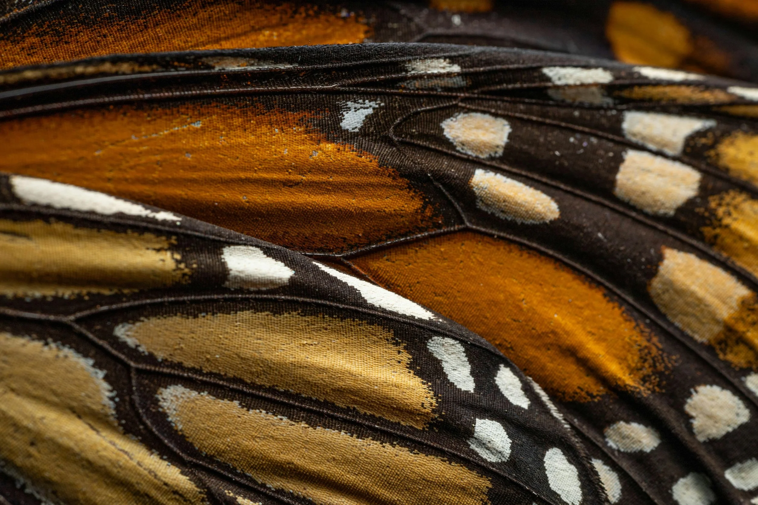 Close up of a orange butterfly's wing