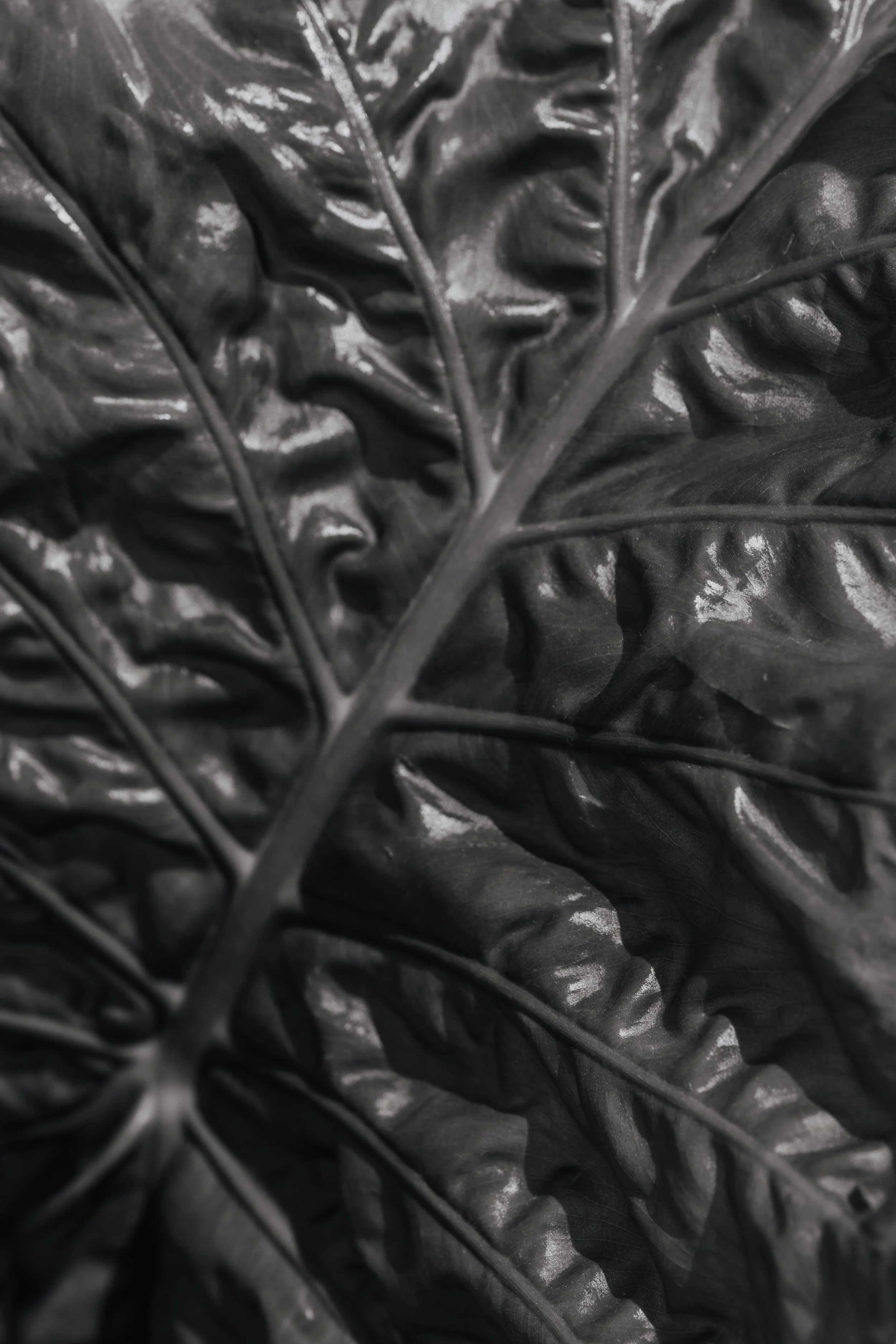 Black and white close up image of a leaf.