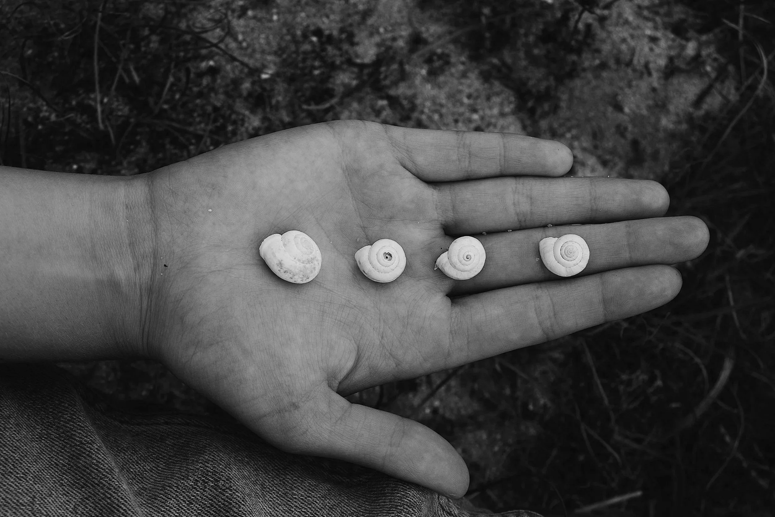 Black and white image of a hand holding 4 shells in a horizontal line