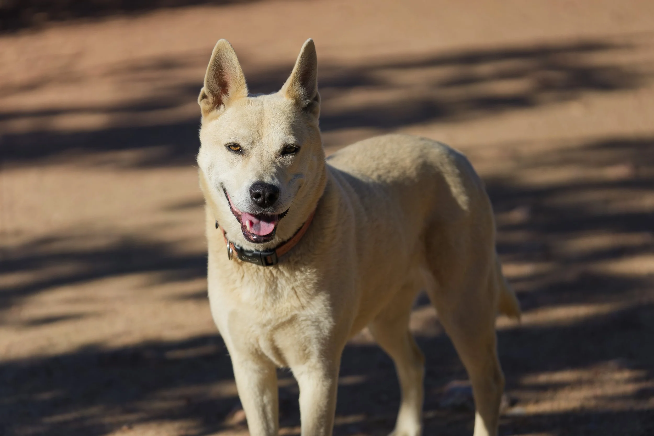 Dog-tography