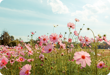 How Can Lifestyle Medicine Help you in The Menopause?