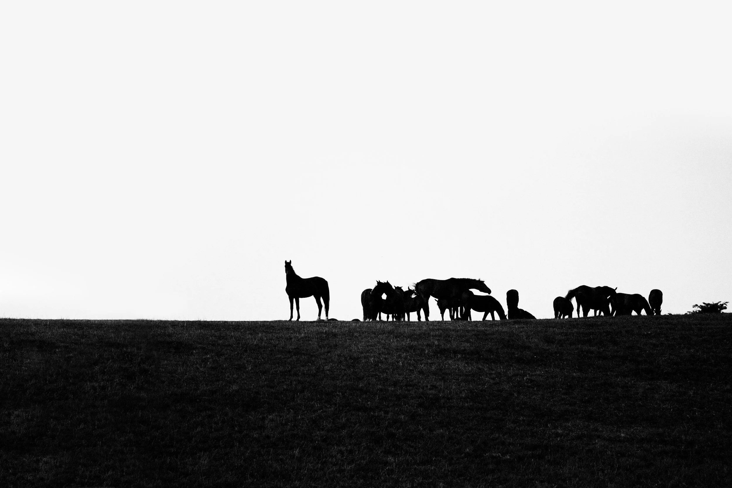 Silhouettes of a group of horses and a lone horse standing on a grassy hill against a clear sky.