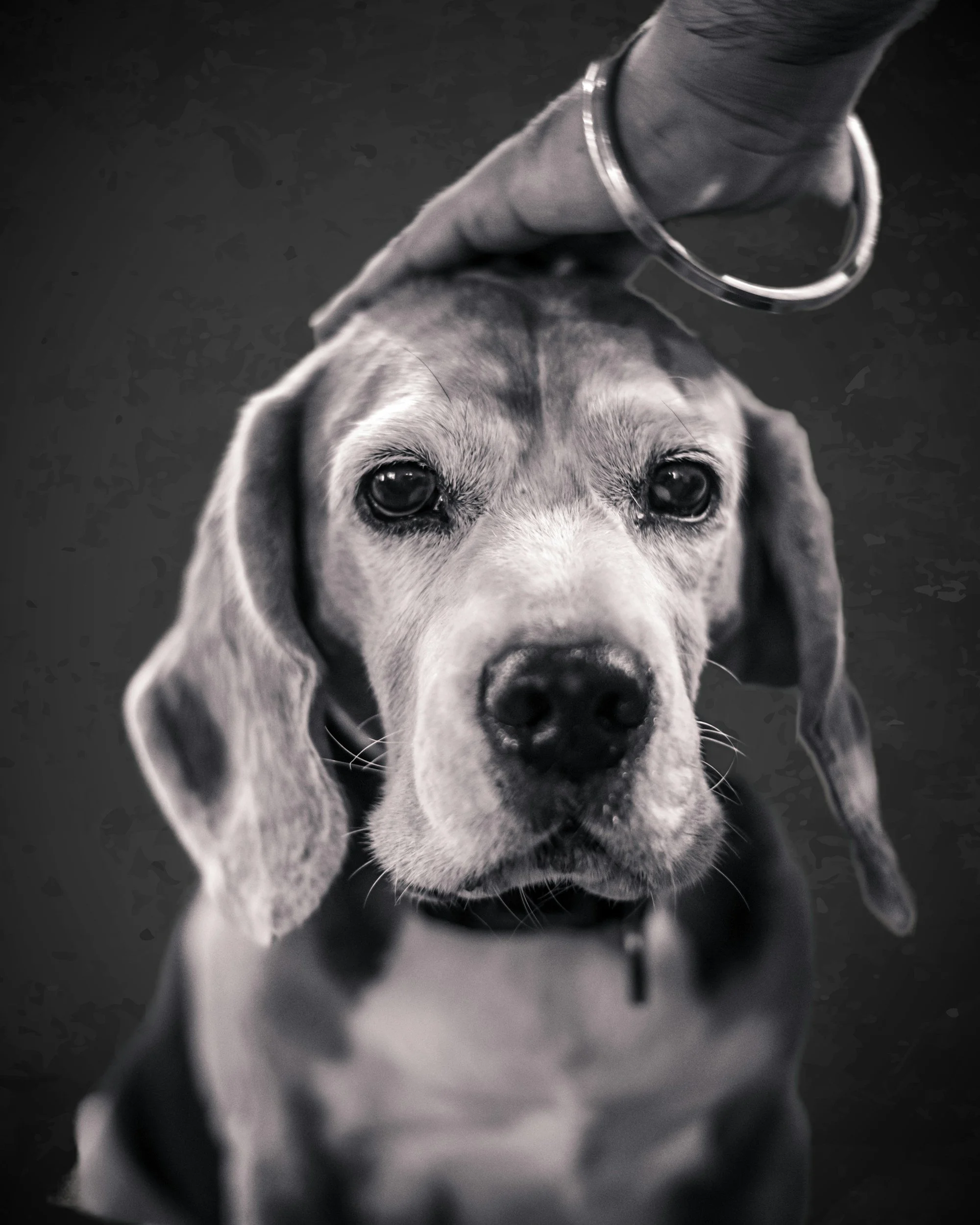 Senior pet receiving a peaceful end-of-life consultation with veterinarian and family
