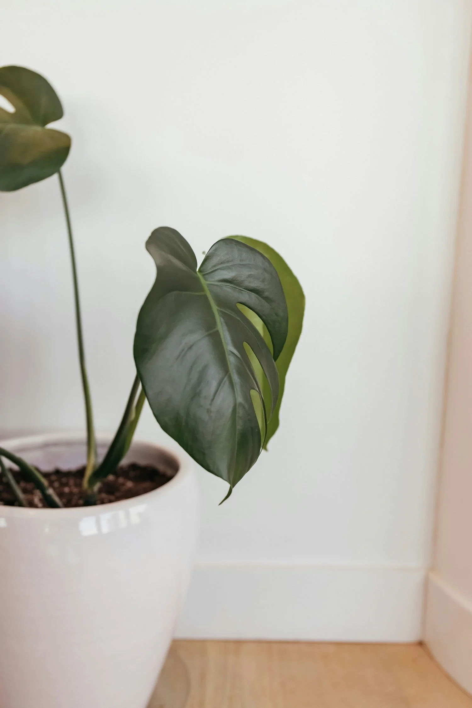 A potted monstera plan in a white pot