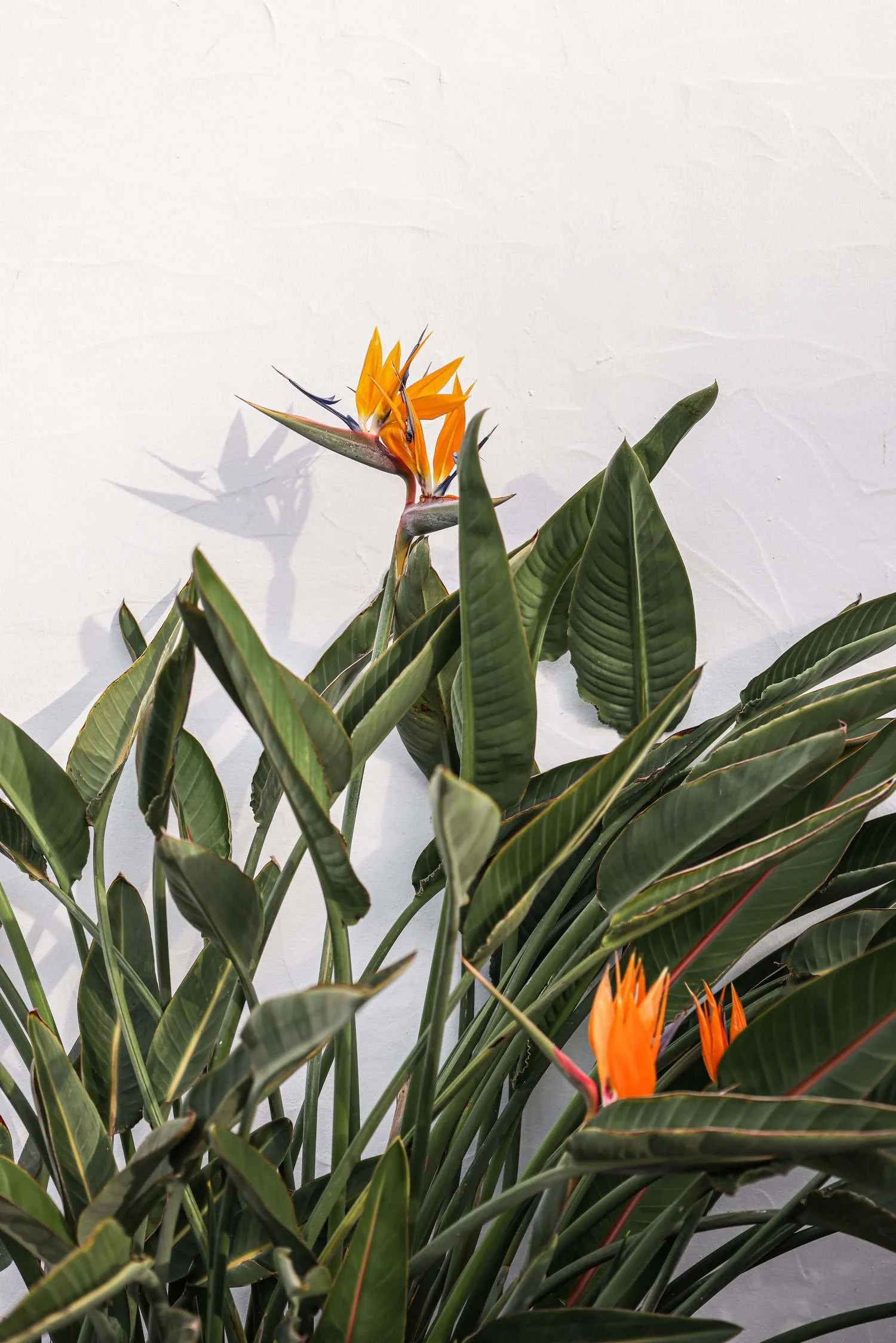 A bird of paradise plant with bright orange blooms