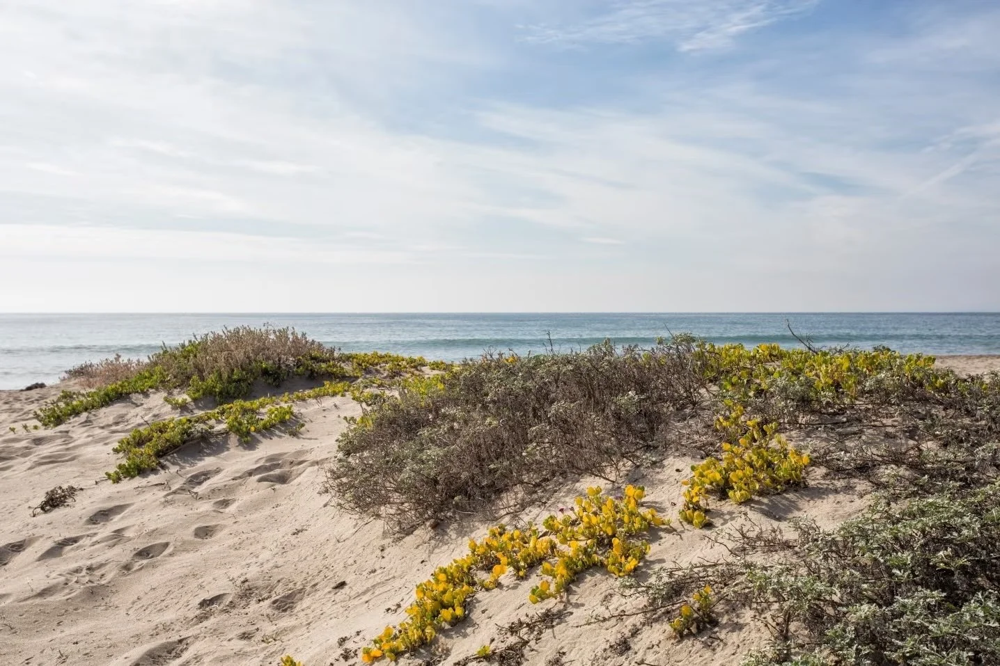 native plants growing through unraked sand at the Santa Monica Beach dune restoration