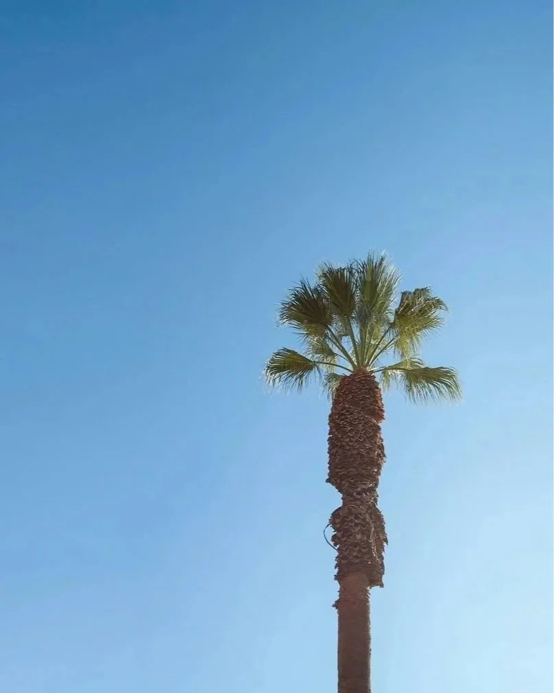 A tall palm tree set against a clear blue sky and ocean horizon