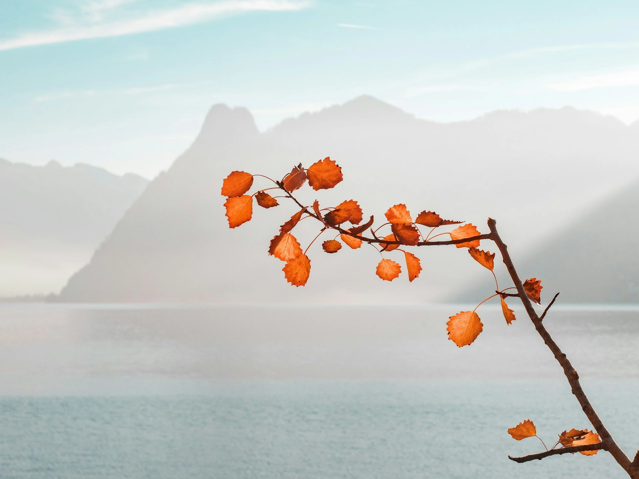 A calming picture of orange autumn leaves on a branch with a misty mountain and lake in the background under a clear sky.