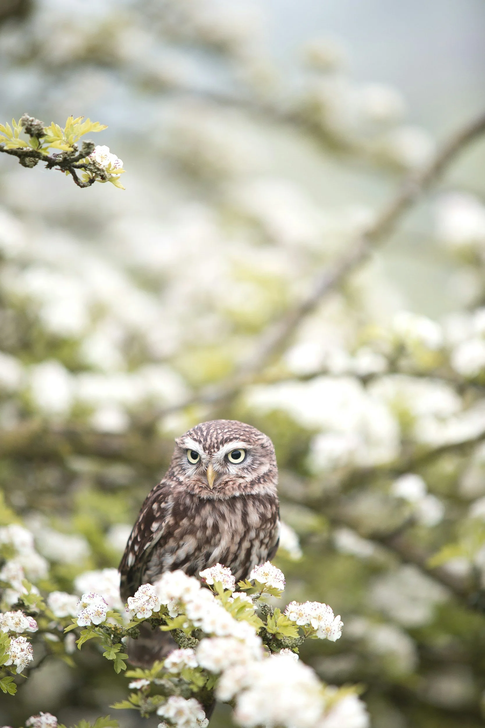Close-up of a small owl with yellow eyes, perched among blooming white flowers and green leaves on a tree branch.
