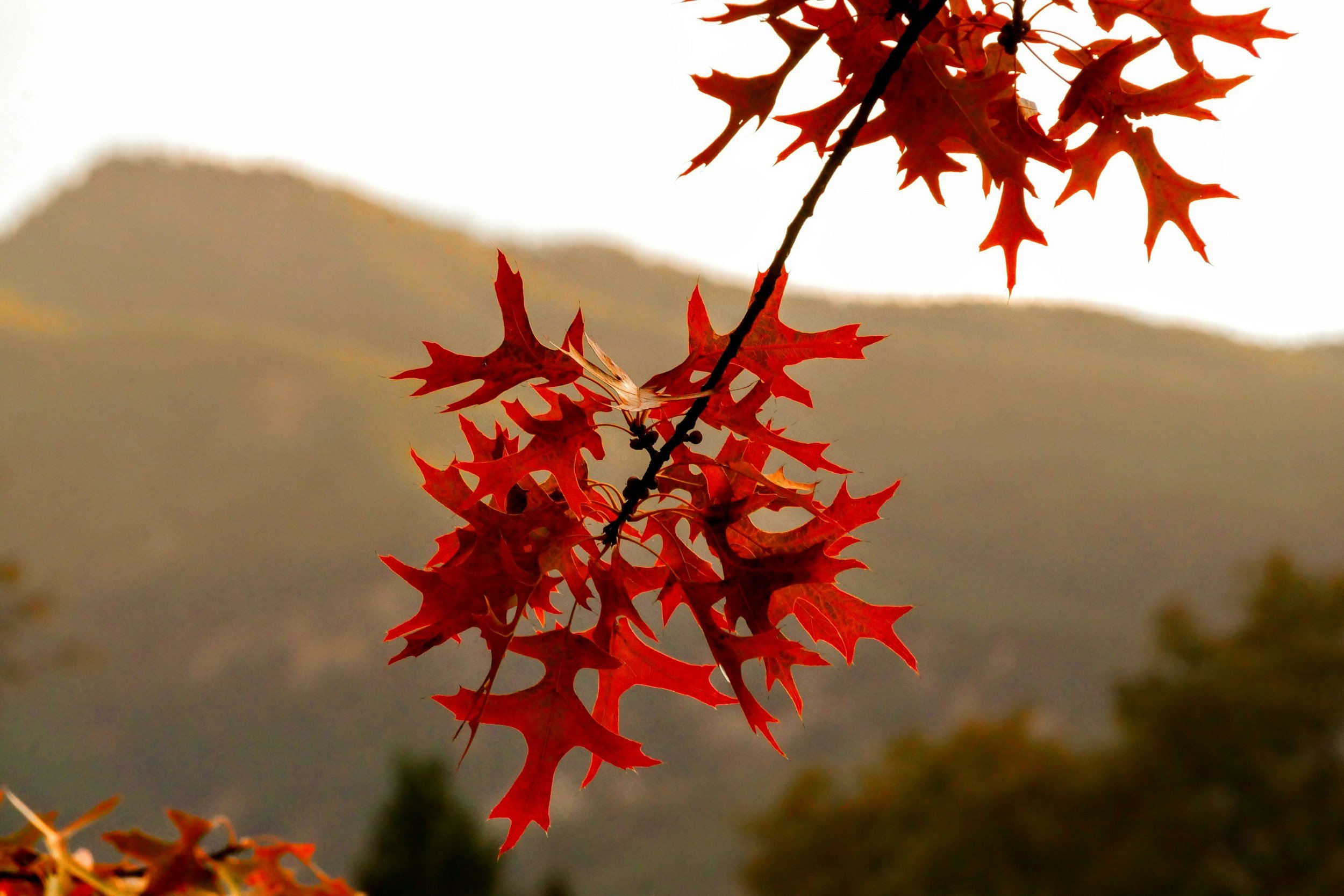 Red and orange fall leaves on a branch against a blurred background.