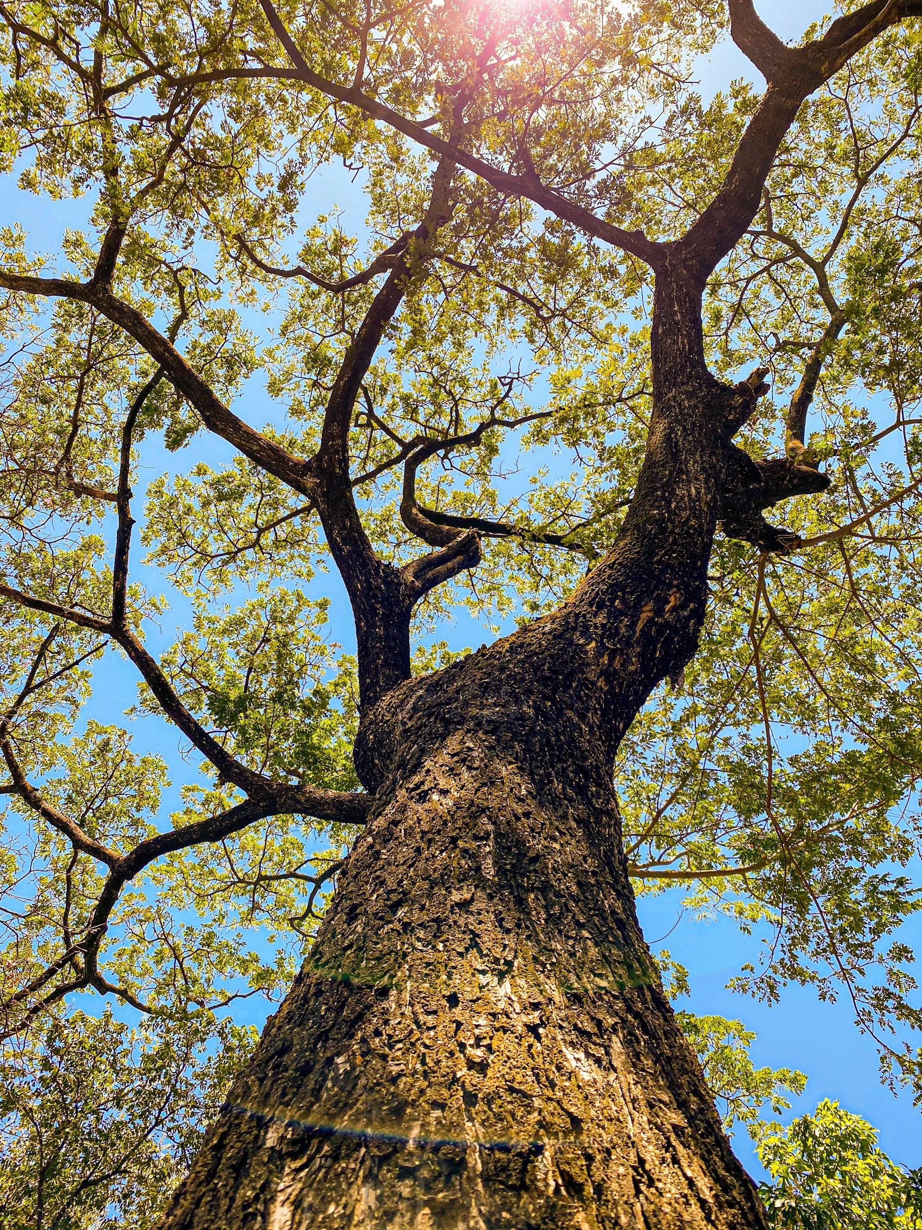 Looking up at a tall tree with rough bark, green leaves, and branches against a blue sky with sunlight shining through.