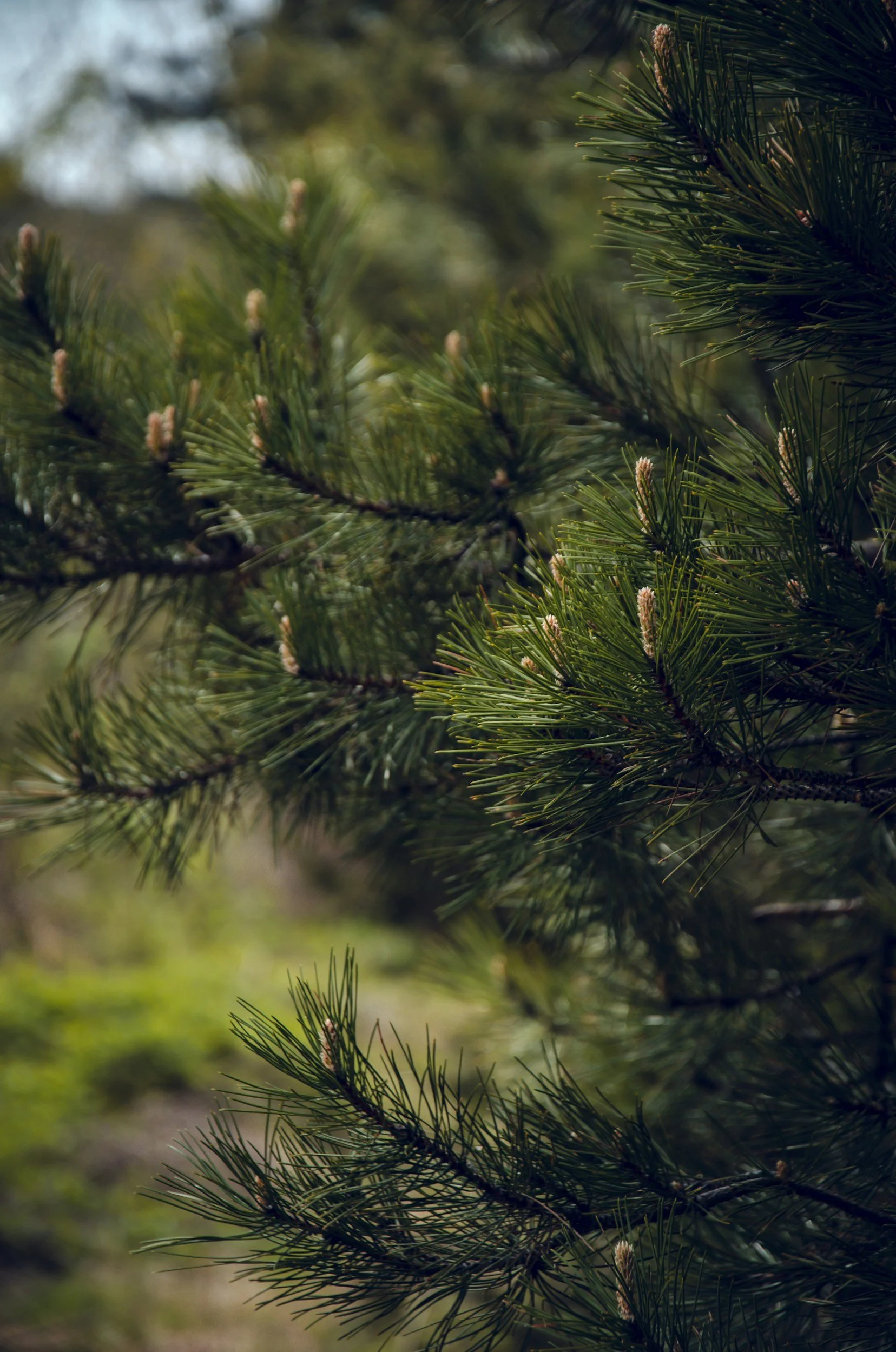 Close-up of pine tree branches with green needles and small pine cones, blurred background.