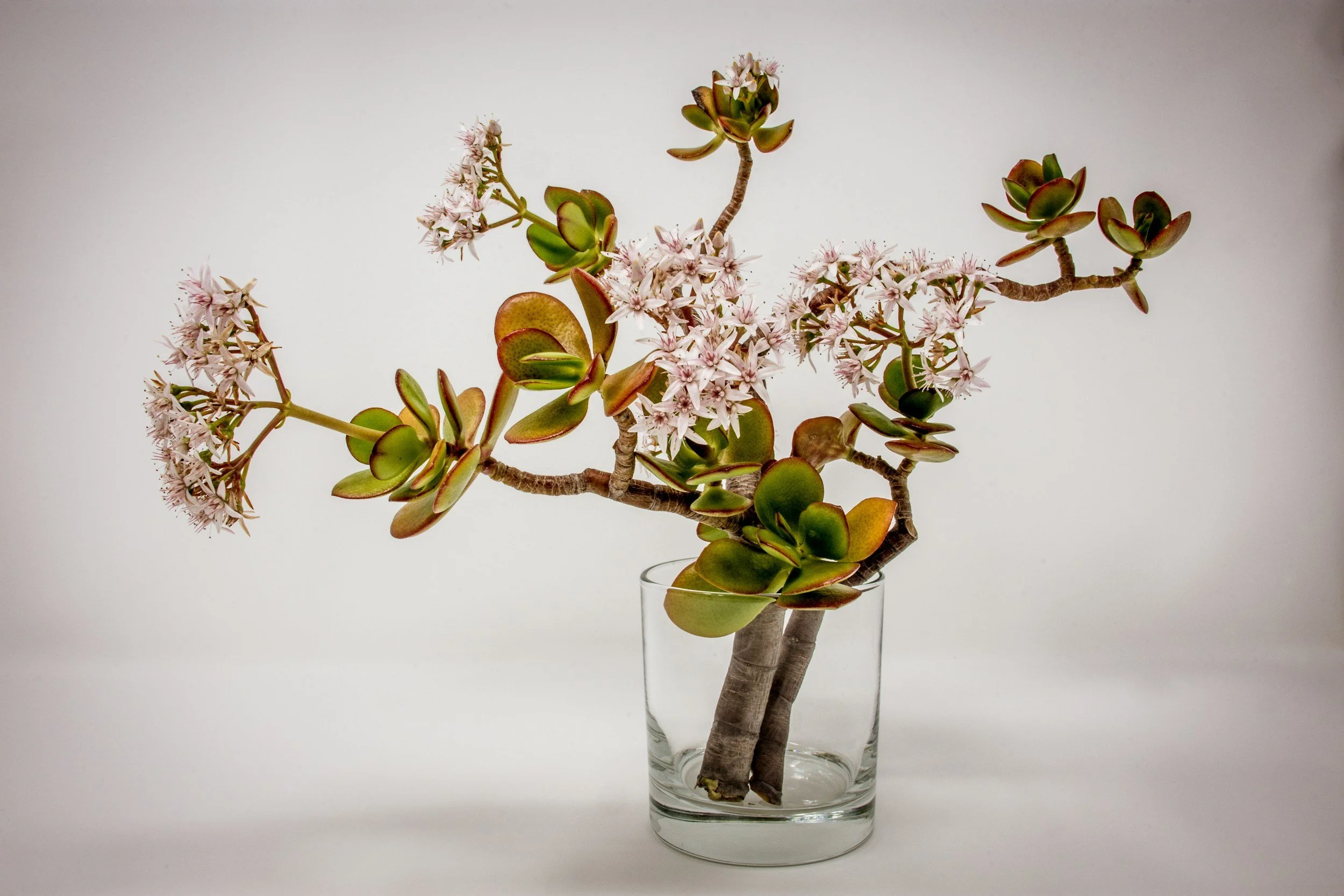A succulent plant with thick, green, oval leaves and star-shaped pink and white flowers in a clear glass vase against a plain white background.