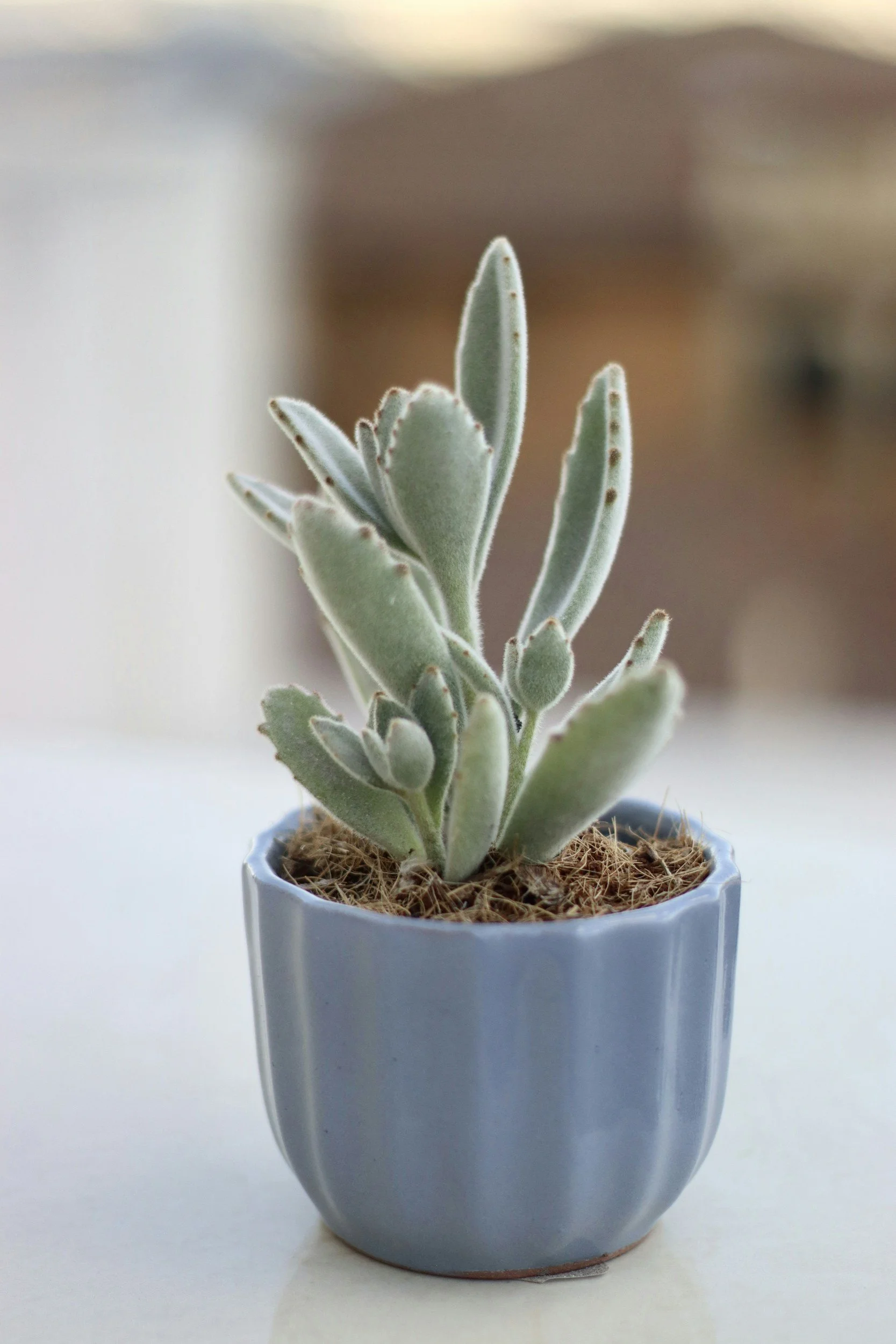 A small, fuzzy green succulent plant with elongated leaves in a white ceramic pot filled with soil.