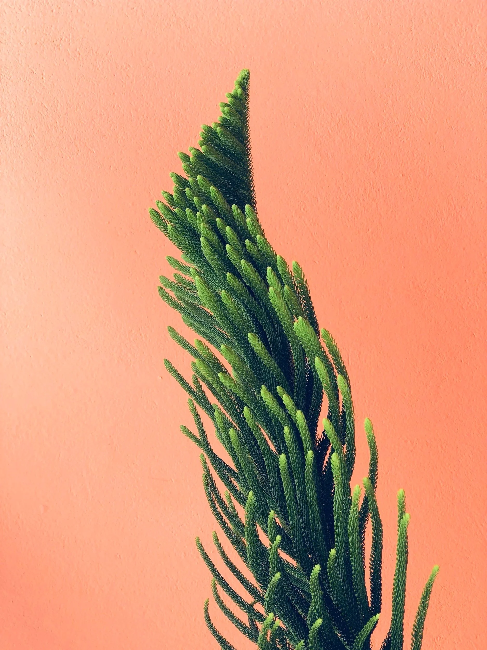 A green fern plant with slender, elongated fronds against a light pink wall.