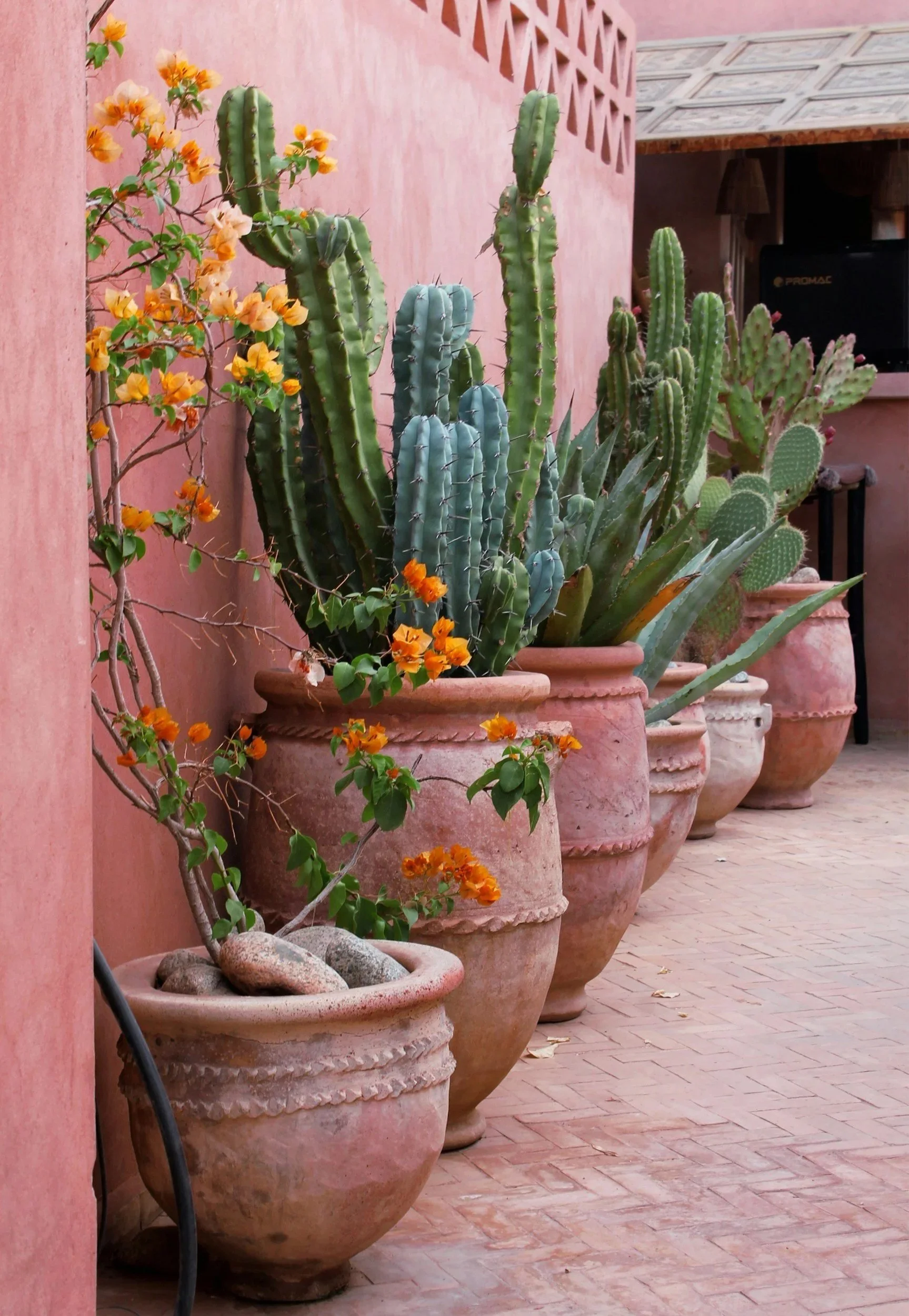 A row of large terracotta pots containing various cacti and succulents, placed along a pink stucco wall on a paved patio. Some pots have rocks at the base of the plants, and a flowering vine with orange and yellow blossoms is growing on the wall.