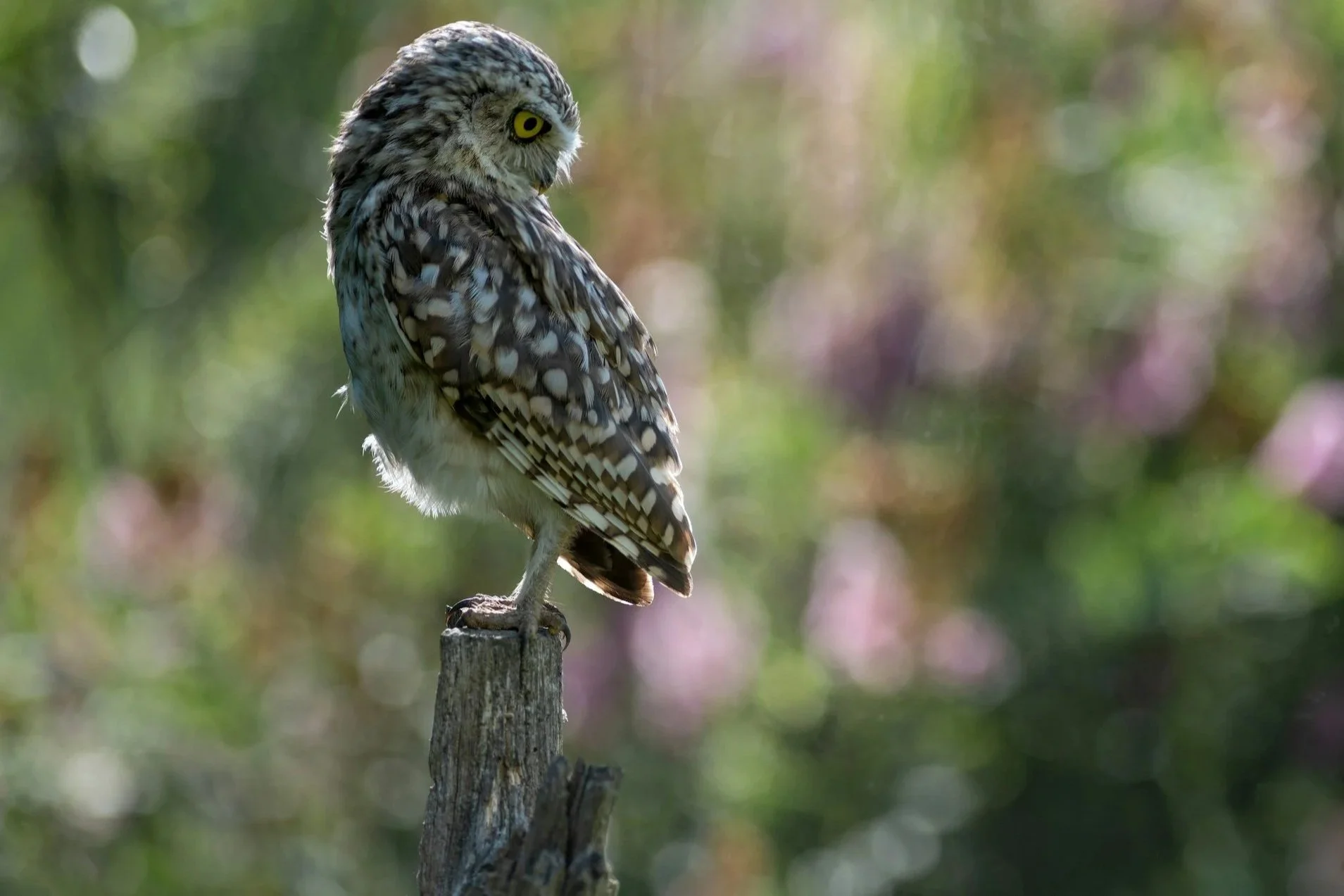 A close-up of a spotted owl perched on a weathered wooden post outdoors, with a blurred background of green and pink foliage.
