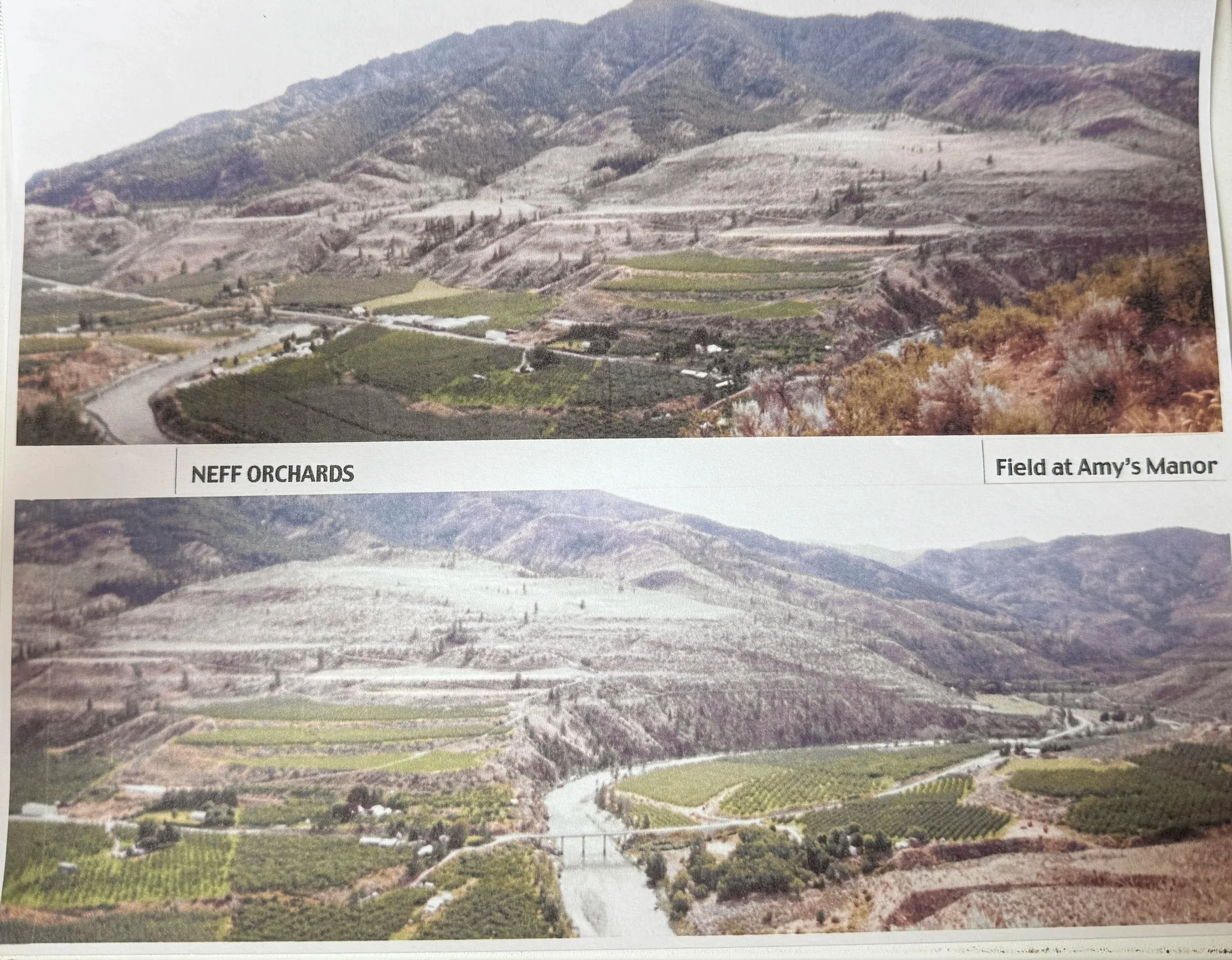 A photo of the orchards owned by the Larrrabee's and Neff's.