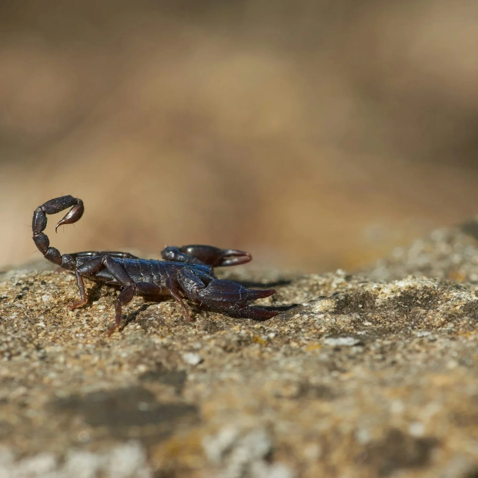 Are Scorpions Dangerous in Phoenix