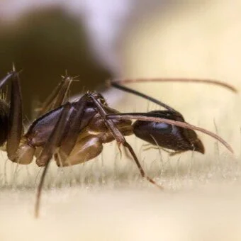 janrussellpestmain.jpg