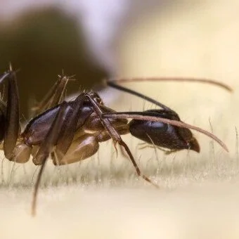 Termites or Carpenter Ants? How to Tell the Difference in a Phoenix Home