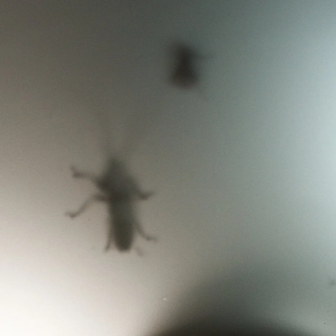 The Hidden Health Risks of Cockroaches in Phoenix Homes