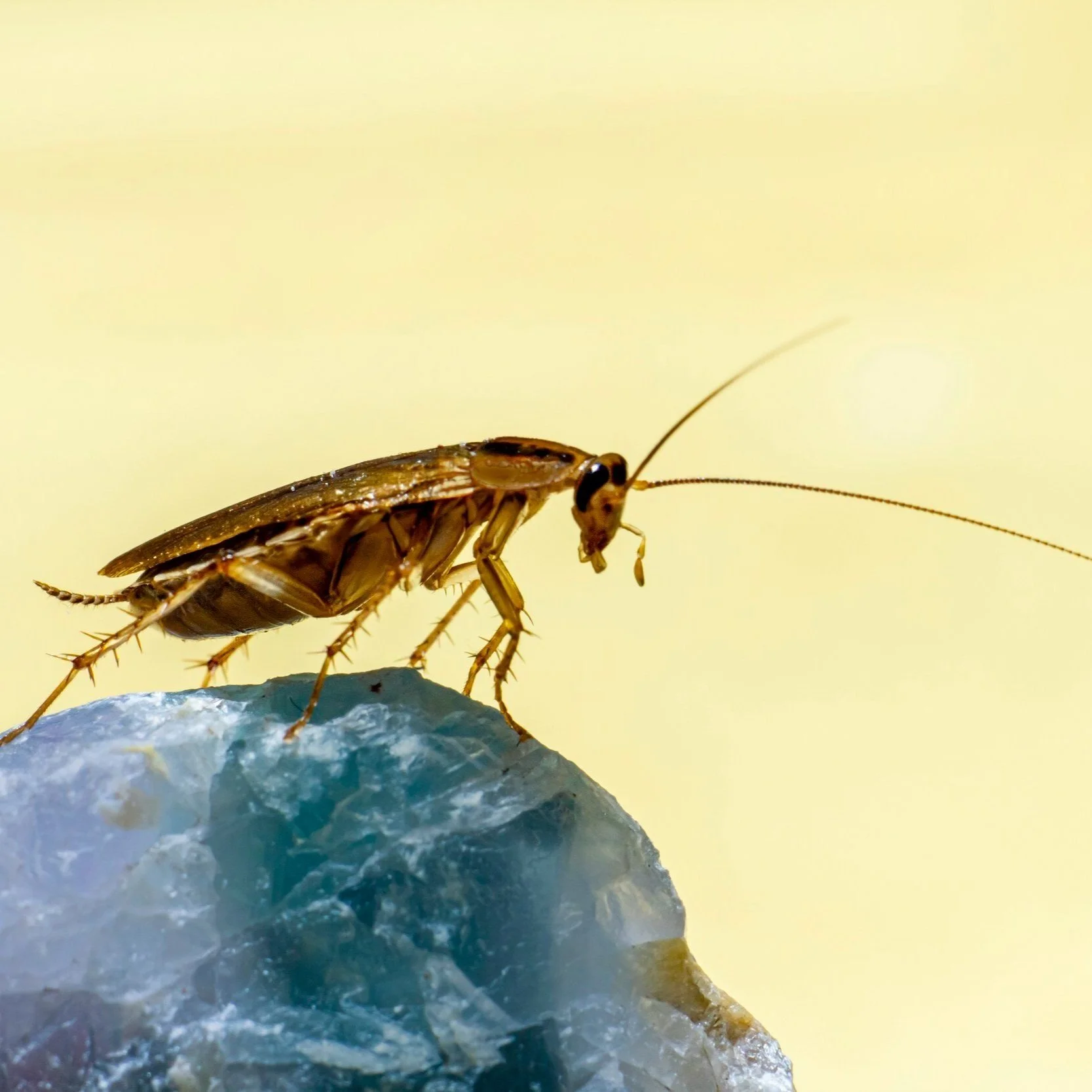 Debunking Common Myths About Cockroaches