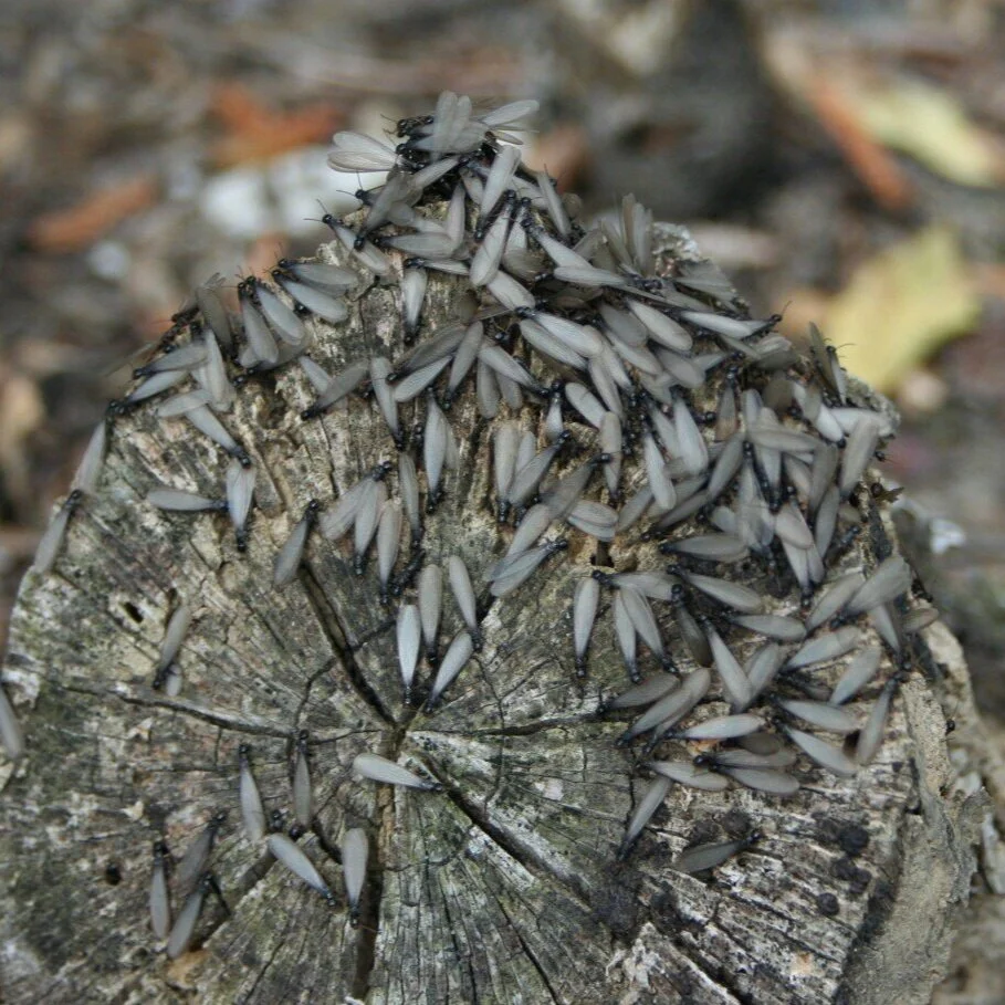 Do Not Underestimate The Damage Termites Can Cause To A Home