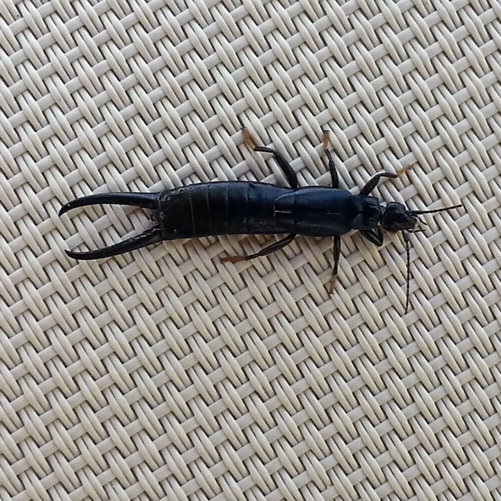 Earwigs in Your Phoenix Home Get Worse Every Monsoon Season