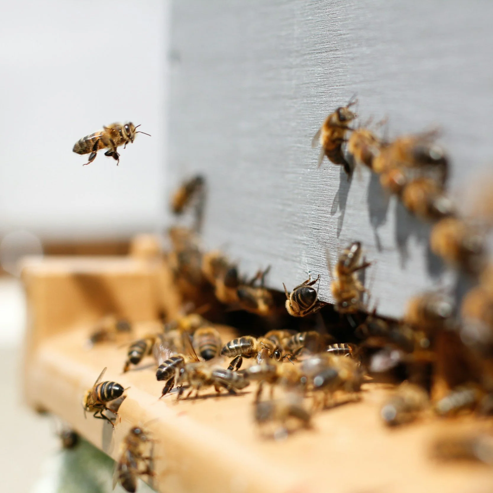 Gentle Honey Bee Relocation with a Purpose