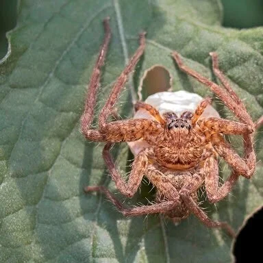 octrussellpestmain.jpg