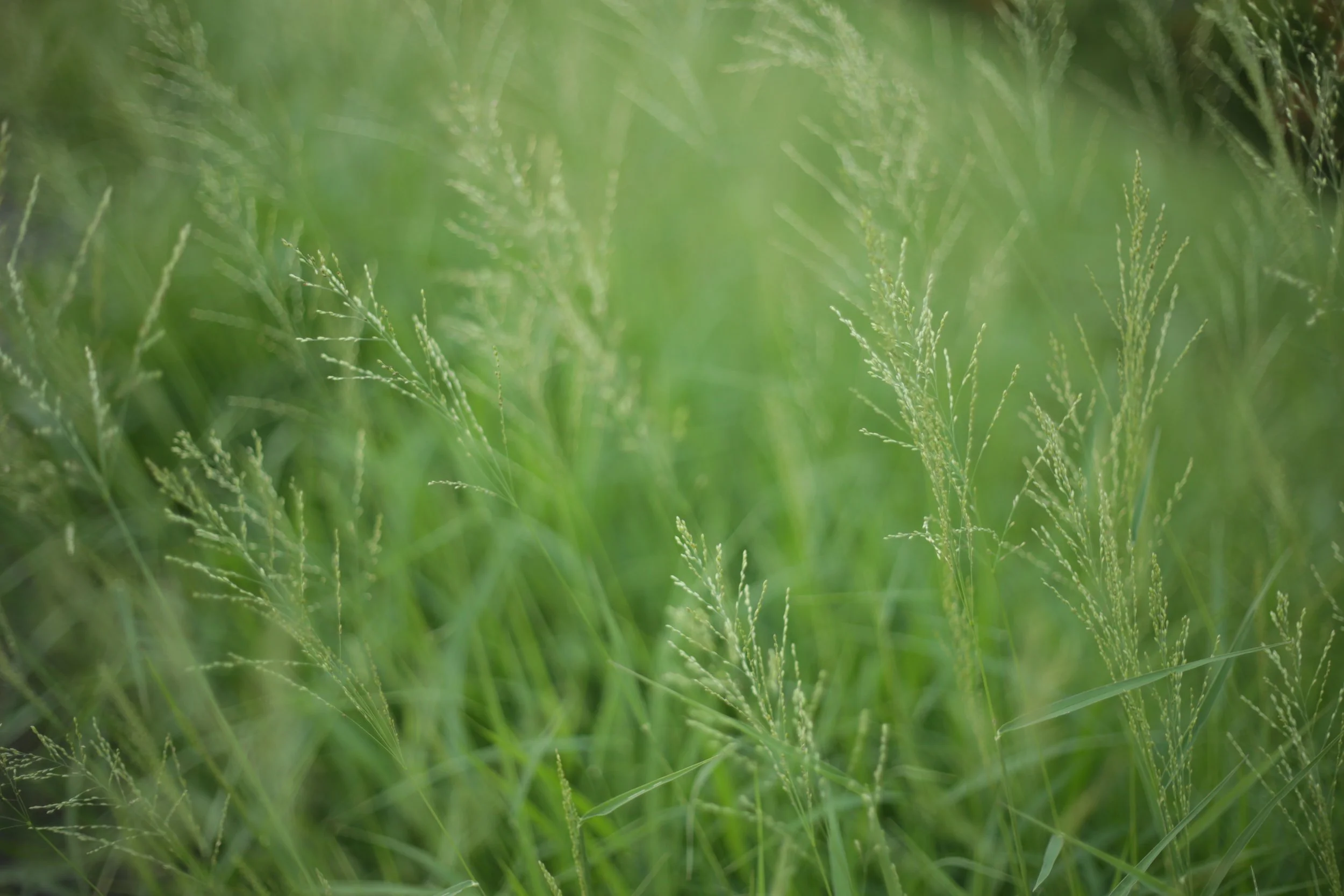 Guide to the Weeds of Arizona