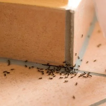Here’s Why Professional Ant Control is Better than DIY