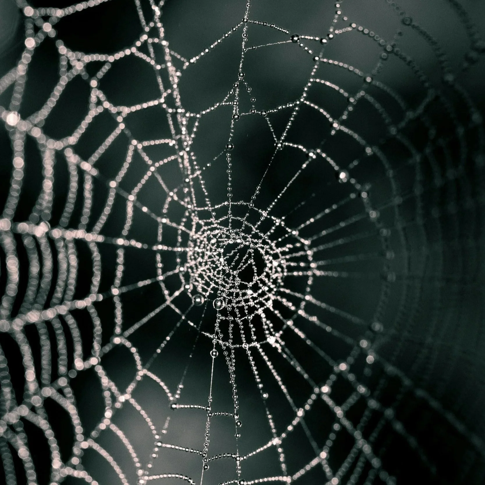 How Spider Web Patterns Reveal High Activity Zones Indoors