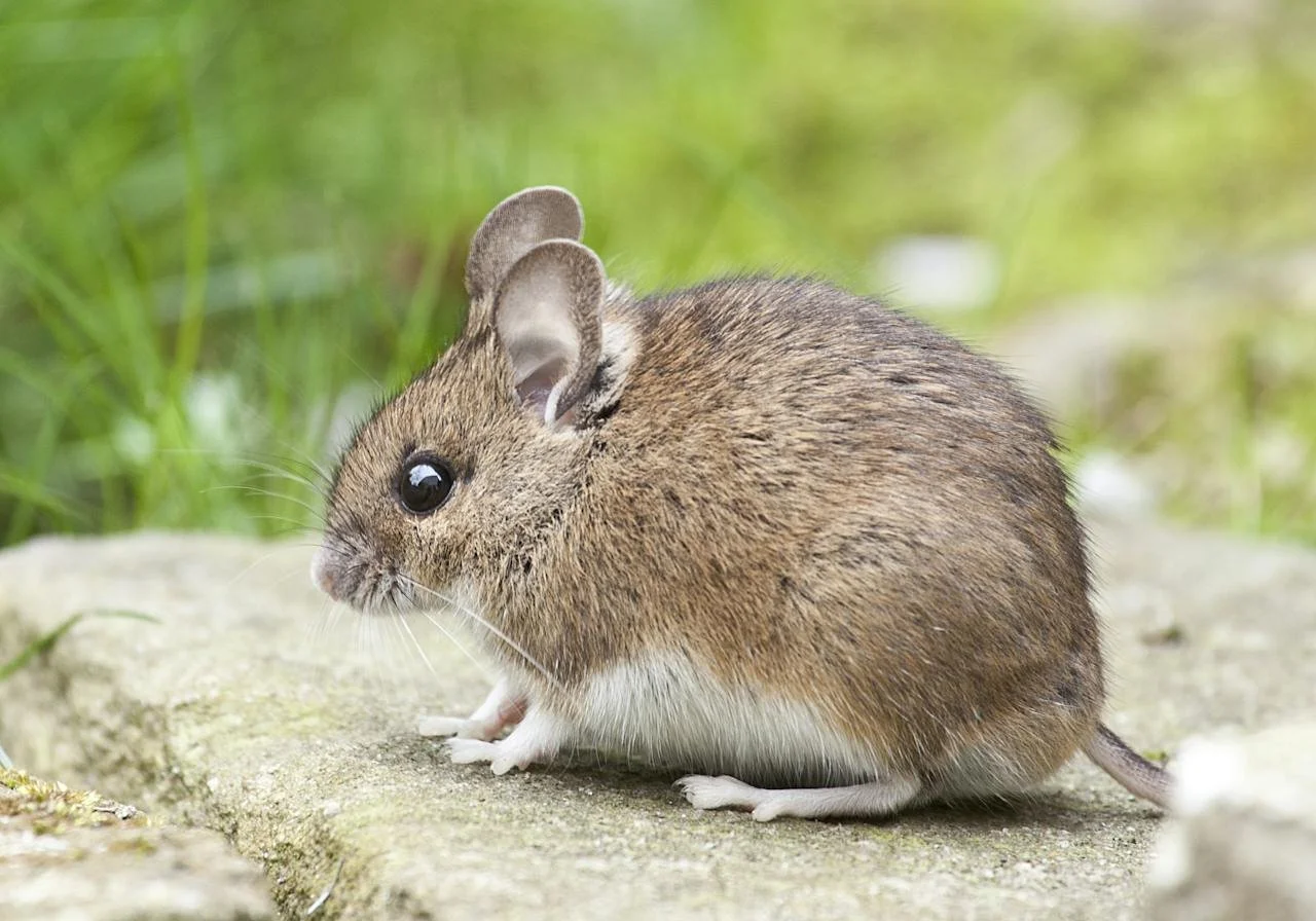 Innovative Techniques in Rodent Control