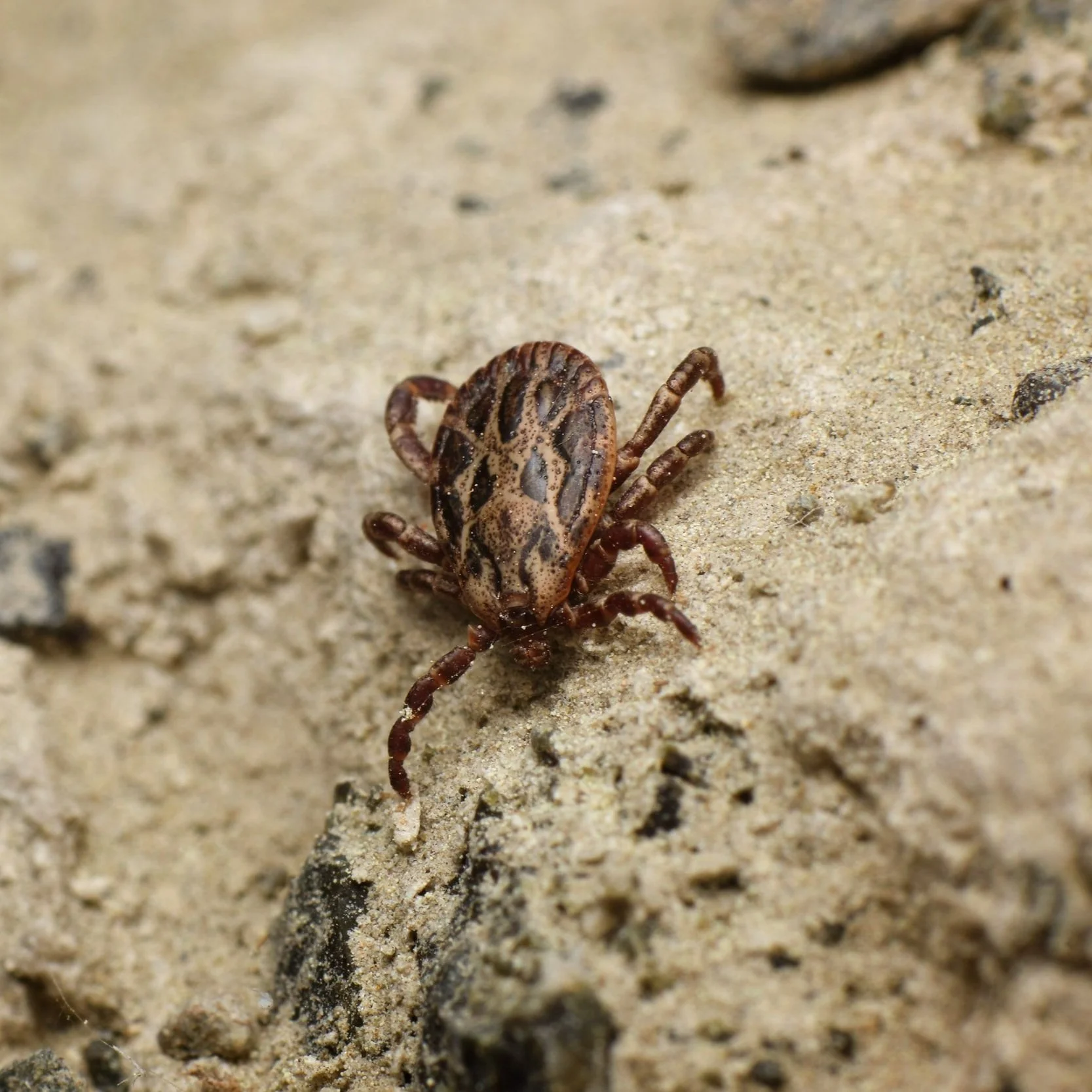 Let's Talk About Ticks in Phoenix and What They Can Do