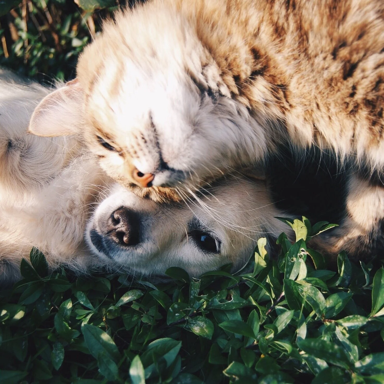 Your Dog Has Fleas, and Now They’re All Over Your House