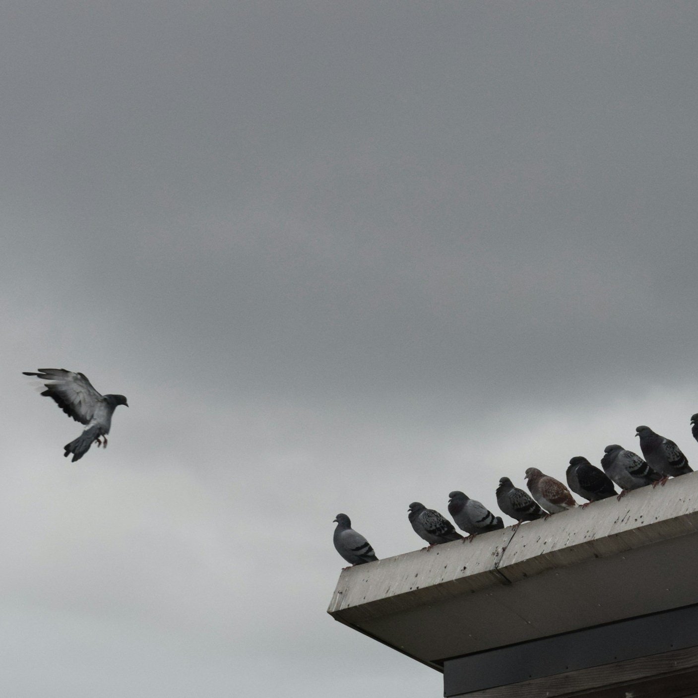 Pigeon Control That Keeps Rooftops Clean and Clear
