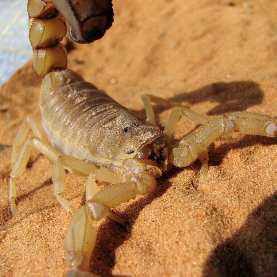 Prevent Scorpion Hibernation in Your Home: A Phoenix Homeowner's Guide
