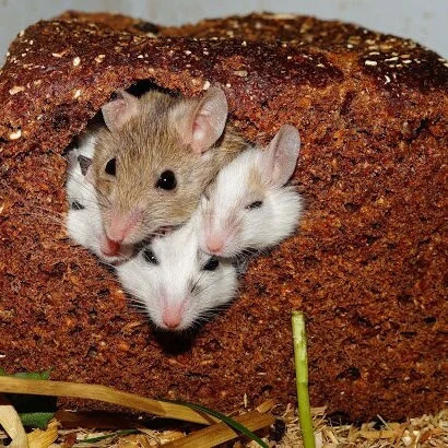 Quick Tips for Getting Rid of Rodents