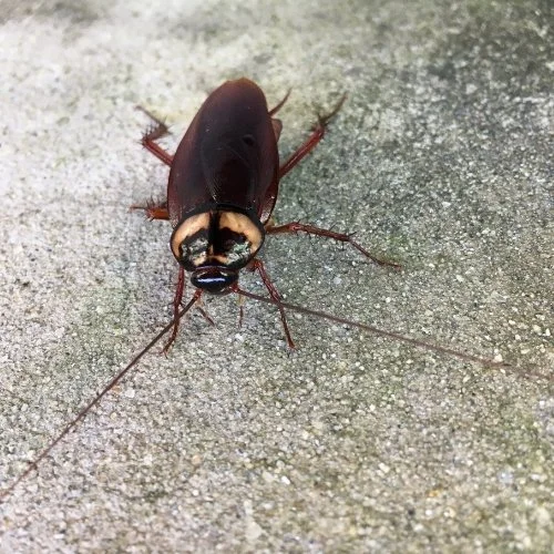Quietly Clearing Out Roaches Behind the Walls