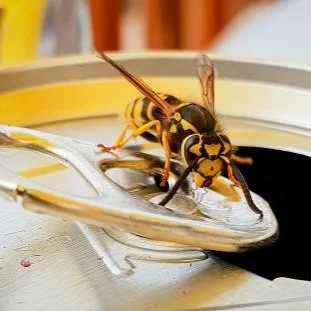 Wasp Series Part 2: Reasons Wasp Control Is Best Left To Professionals