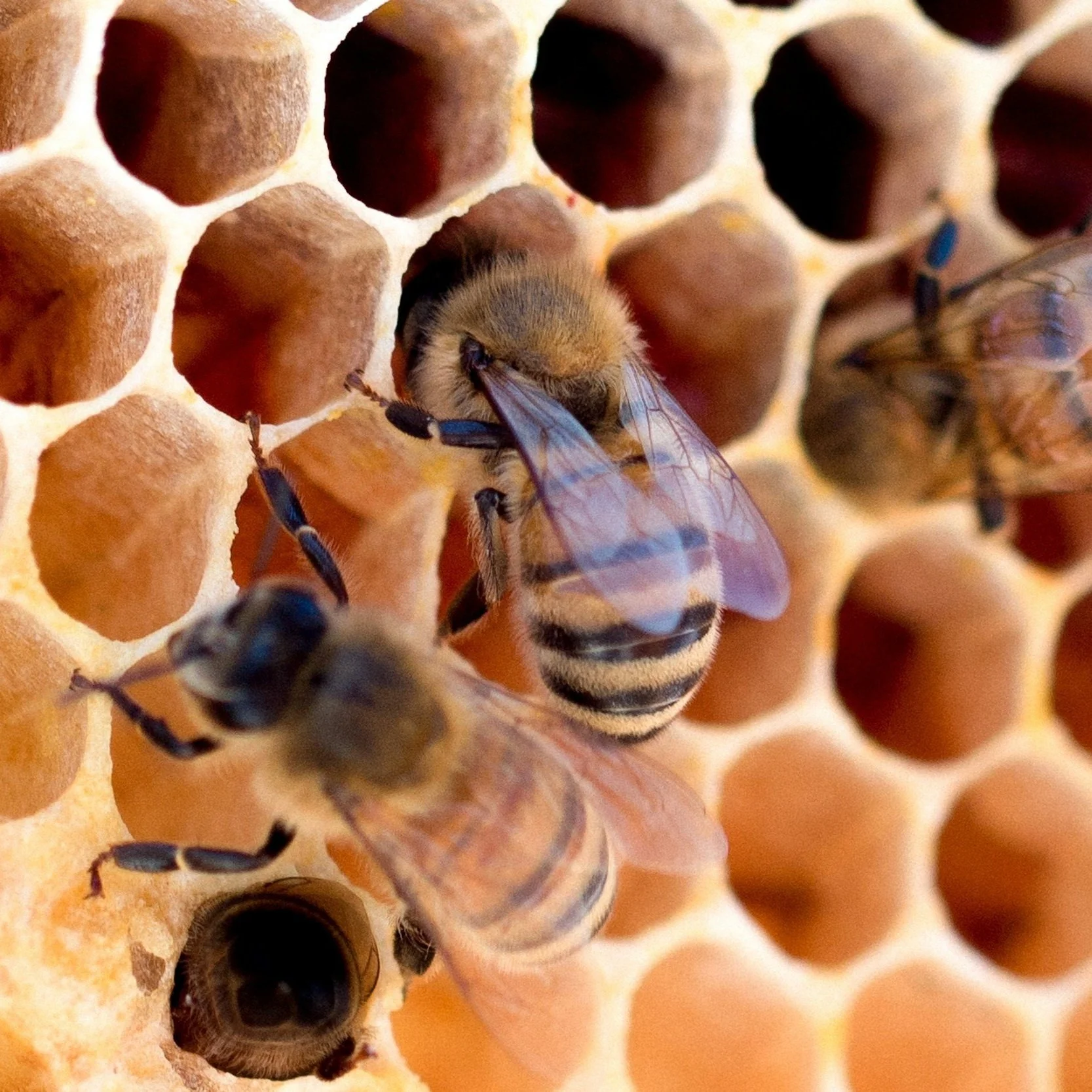 Safe and Swift Removal of Aggressive Bees