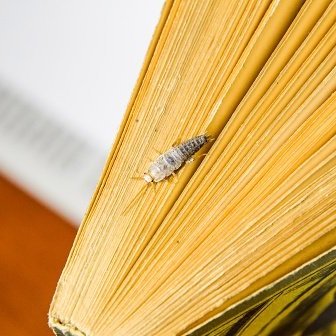 Silverfish in Phoenix Homes Get Worse Every Monsoon Season
