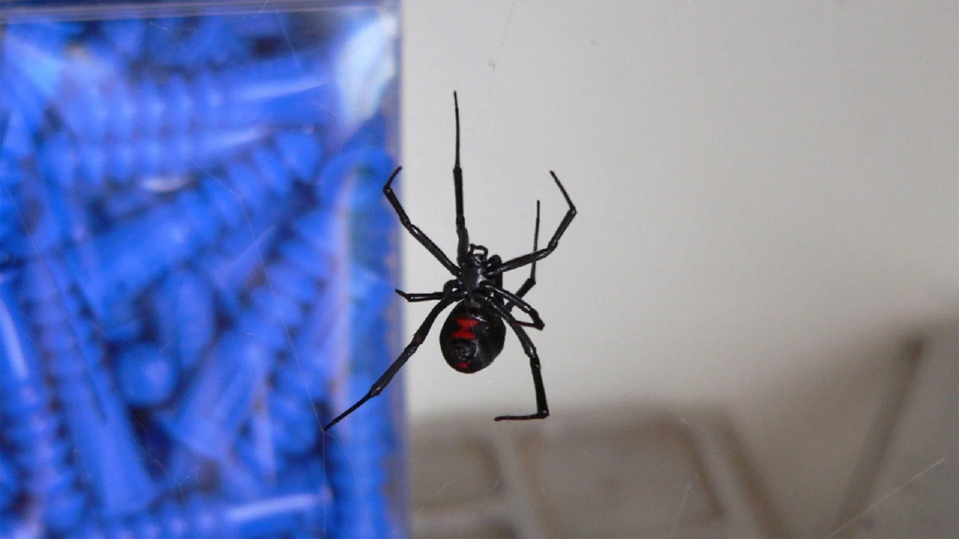 You may not always see the distinctive hourglass shape, but black widows are shiny and have spindly legs.