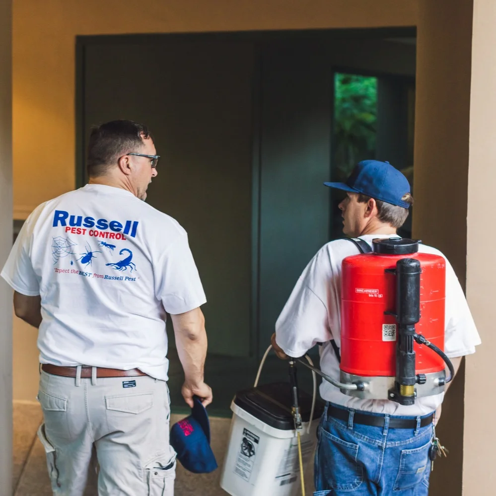 Termite Identification, Treatment, and Prevention: A Complete Guide for Phoenix Homeowners