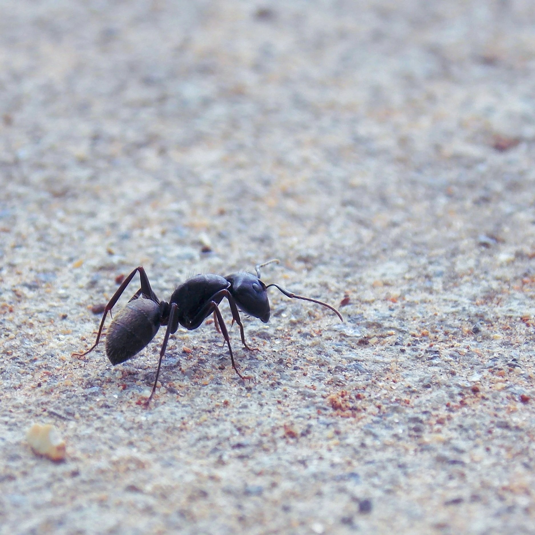 The Role of Targeted Ant Control in Phoenix Kitchens