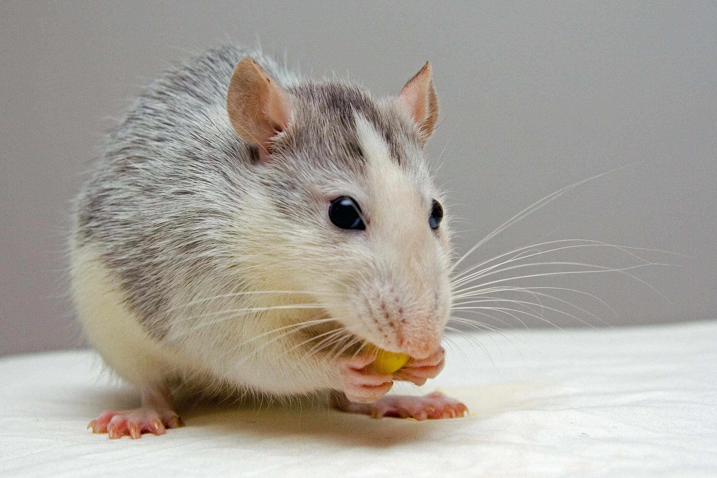 Tips for Keeping a Home Rodent-free